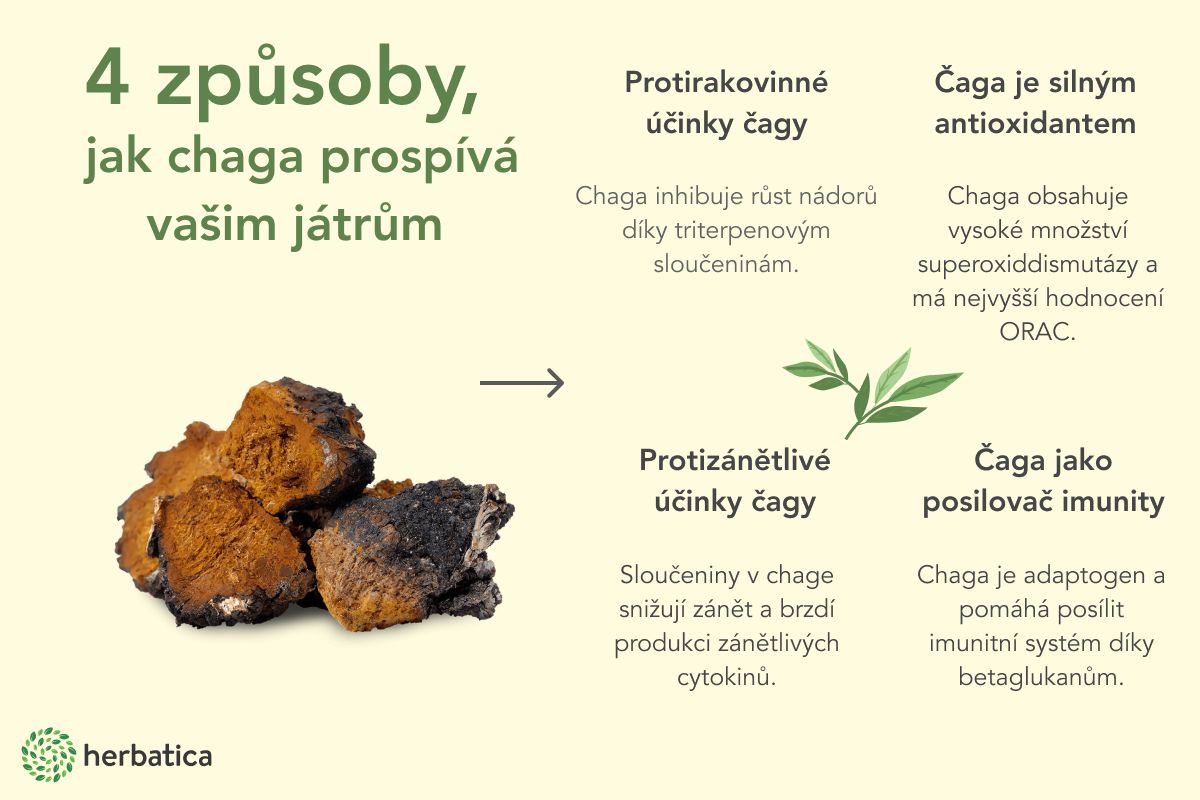 Čaga a pozitivní účinky na játra - tipy